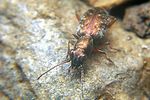 asaphidion-pallipes-foto-koehler