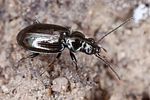 bembidion-aeneum-foto-koehler