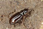 bembidion-aeneum2-foto-koehler