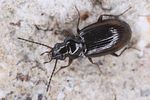 bembidion-aeneum3-foto-koehler