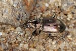 bembidion-argenteolum-foto-koehler