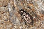 bembidion-argenteolum2-foto-koehler