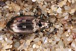 bembidion-argenteolum3-foto-koehler
