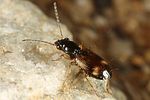 bembidion-articulatum-foto-altmann