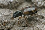 bembidion-articulatum-foto-faasen