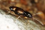 bembidion-articulatum2-foto-altmann