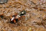 bembidion-articulatum2-foto-koehler