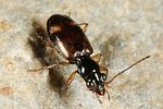 bembidion-articulatum3-foto-altmann