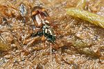 bembidion-articulatum3-foto-koehler