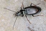bembidion-ascendens-foto-koehler