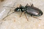 bembidion-ascendens3-foto-koehler