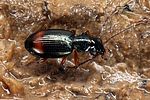 bembidion-aspericolle-foto-koehler
