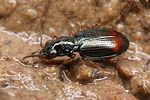 bembidion-aspericolle2-foto-koehler