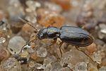 bembidion-assimile-foto-hall