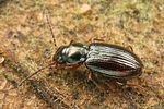 bembidion-assimile2-foto-koehler