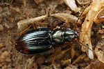 bembidion-assimile3-foto-koehler
