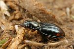 bembidion-assimile4-foto-koehler