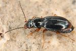bembidion-assimile5-foto-koehler