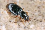 bembidion-assimile6-foto-koehler