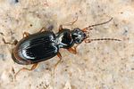 bembidion-assimile7-foto-koehler