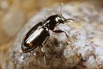 bembidion-azurescens2-foto-koehler