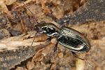 bembidion-azurescens3-foto-koehler