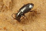 bembidion-azurescens5-foto-koehler