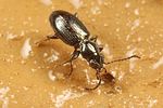 bembidion-azurescens6-foto-koehler