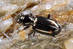 bembidion-azurescens7-foto-koehler