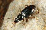 bembidion-biguttatum-foto-altmann