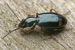 bembidion-biguttatum-foto-faasen