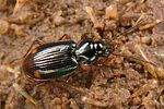 bembidion-biguttatum-foto-koehler
