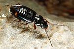 bembidion-biguttatum2-foto-altmann