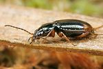 bembidion-biguttatum2-foto-koehler