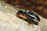 bembidion-biguttatum3-foto-altmann