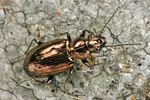 bembidion-bipunctatum3-foto-koehler