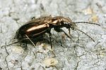 bembidion-bipunctatum4-foto-koehler