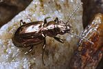 bembidion-bipunctatum5-foto-koehler