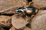 bembidion-bualei-foto-fjkoehler