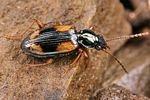 bembidion-bualei2-foto-fjkoehler