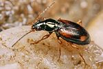 bembidion-bualei2-foto-koehler