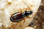 bembidion-bualei3-foto-koehler