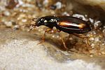 bembidion-bualei4-foto-koehler
