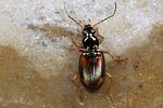 bembidion-bualei5-foto-koehler