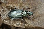 bembidion-coeruleum-foto-fjkoehler