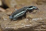 bembidion-coeruleum2-foto-fjkoehler