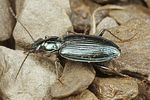 bembidion-coeruleum3-foto-fjkoehler