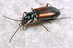 bembidion-conforme-foto-koehler