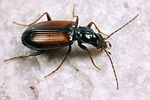 bembidion-conforme2-foto-koehler