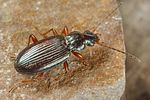 bembidion-decorum3-foto-koehler